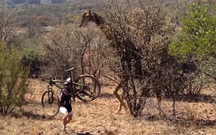 Εξαλλη καμηλοπάρδαλη επιτίθεται σε ποδηλάτη (βίντεο)